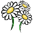 daisies